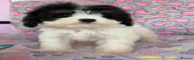 Cavapoo 4