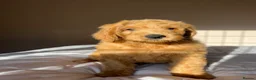 Mini Goldendoodle dogs for sale: F1 Mini Goldendoodle Puppies- ONE REMAINING   - Advert 5