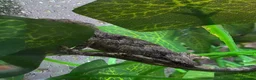 Chameleon reptiles for sale: 2 gargoyle gecko babys - Advert 2
