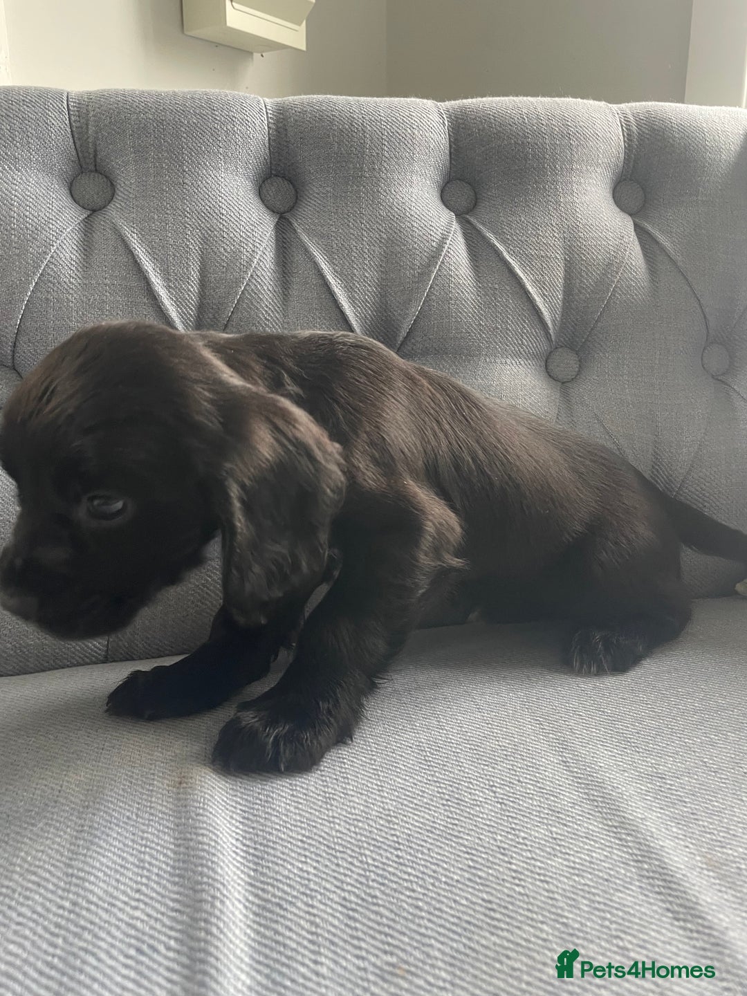 Cocker Spaniel dogs for sale: Cocker spaniels - Image 5