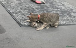 British Shorthair cats for sale: British Shorthair Kittens - Image 17