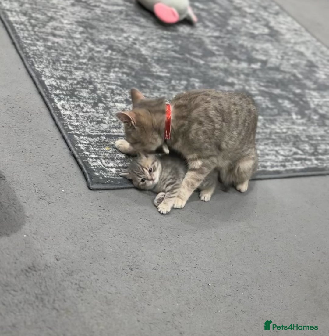 British Shorthair cats for sale: British Shorthair Kittens - Image 17