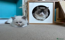 Ragdoll cats for sale: GCCF Registered Ragdoll Kittens Available! 🐾 in Taunton - Image 19