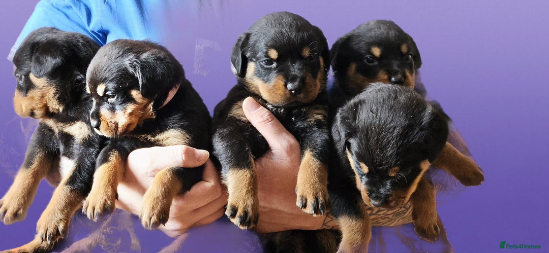 Rottweiler dogs for sale: Absolutely gorgeous rottweiler puppies - Image 4