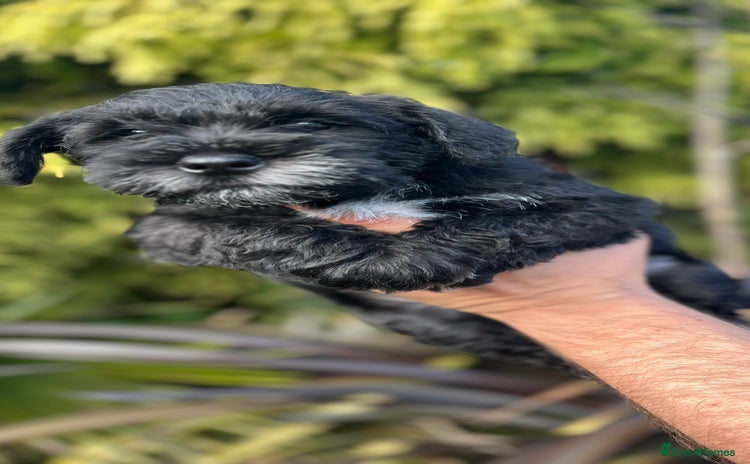 Miniature Schnauzer dogs KC REG PARTI MINIATURE SCHNAUZER PUPS - Advert 5