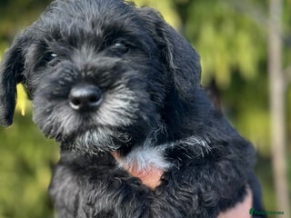 Miniature Schnauzer dogs KC REG PARTI MINIATURE SCHNAUZER PUPS - Advert 2