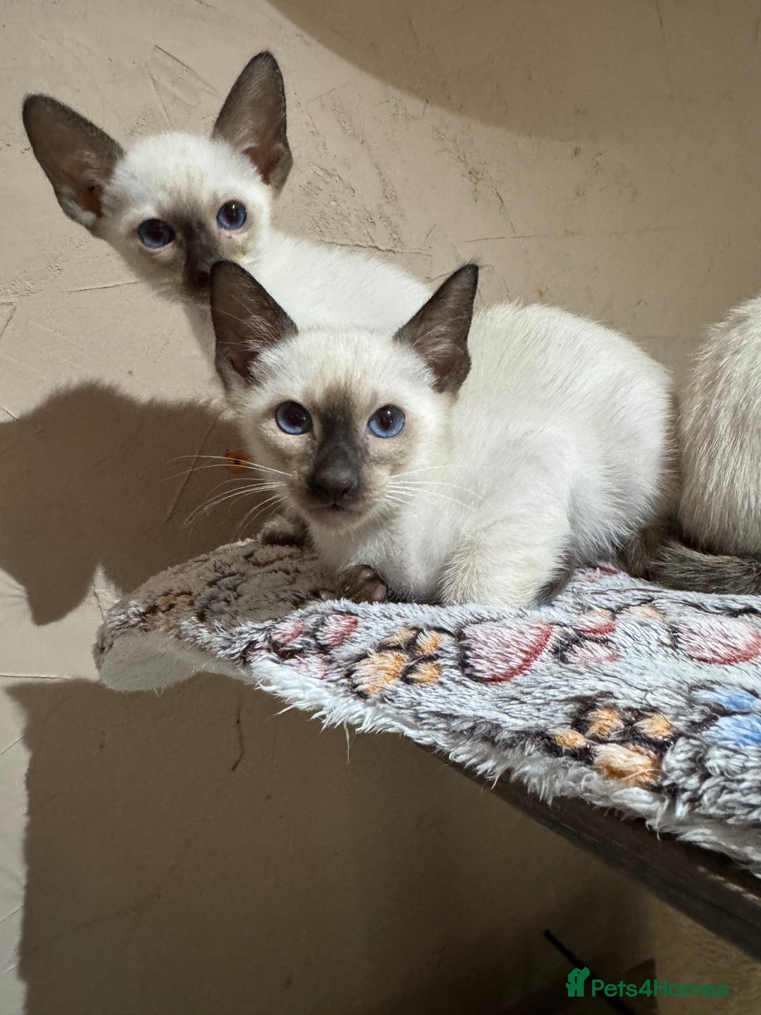 Siamese cats for sale: 1 cute Siamese girl available now-fully vaccinated - Image 2