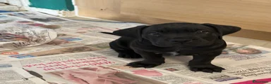 Cane Corso Puppy 4