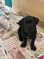 Cane Corso Puppy 4