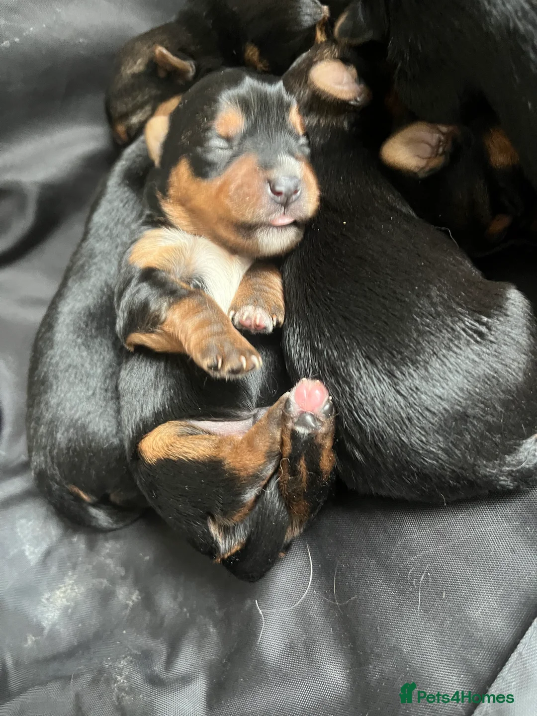Yorkshire Terrier dogs for sale: Beautiful Yorkshire Terrier puppies - Advert 4
