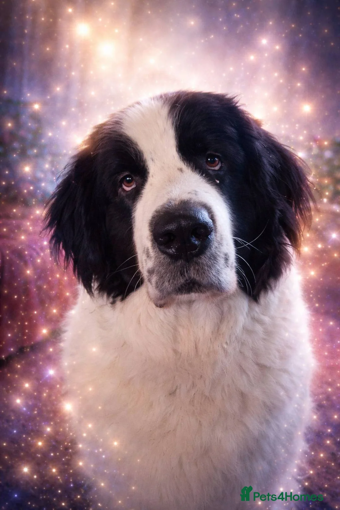 Newfoundland dogs for sale: Landseer Newfoundland Puppies - Advert 1