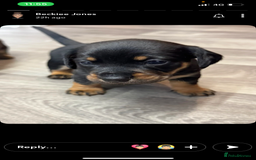 Mixed Breed dogs for sale: Dameranian Puppies  - Advert 6