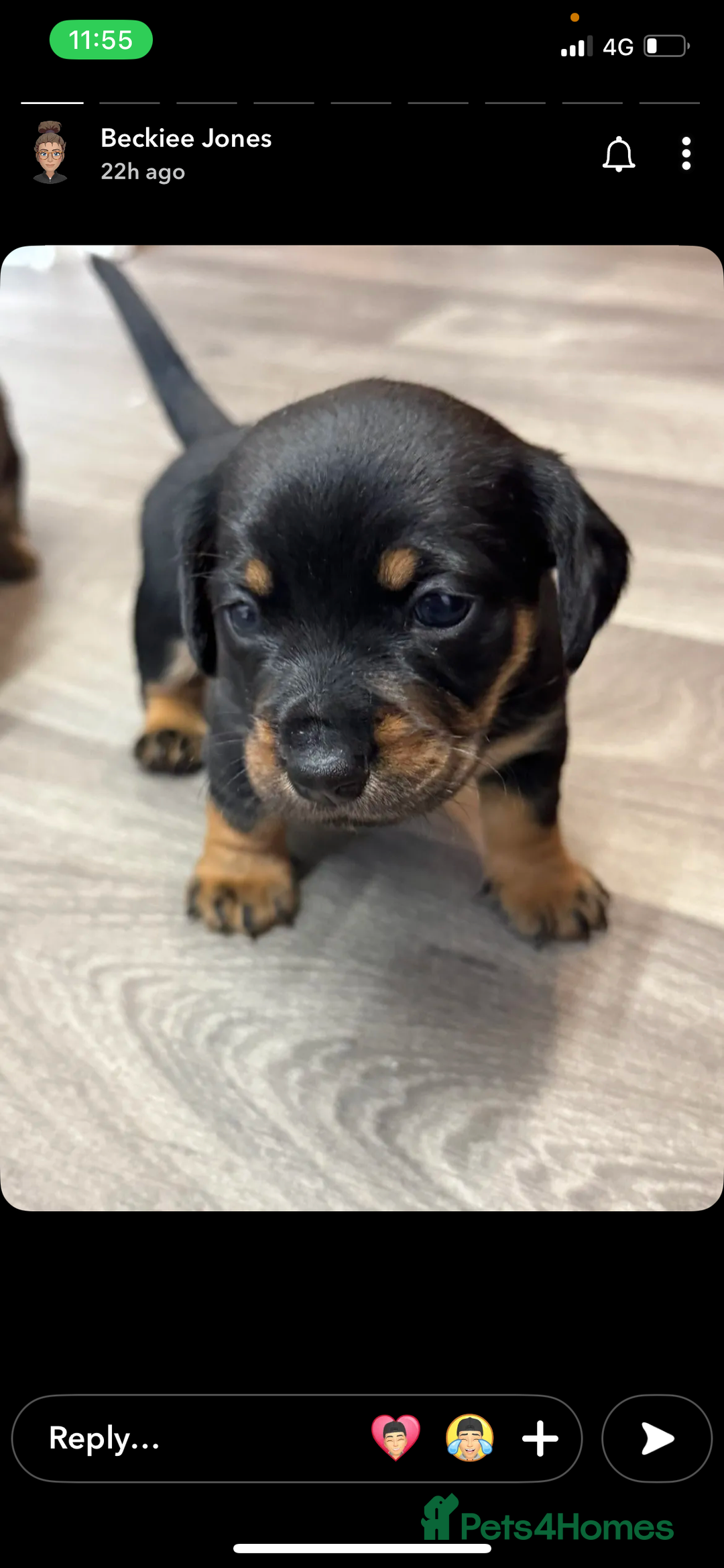 Mixed Breed dogs for sale: Dameranian Puppies  - Advert 6