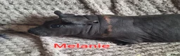 Guinea Pig rodents for sale: Skinny pig sows - Advert 4