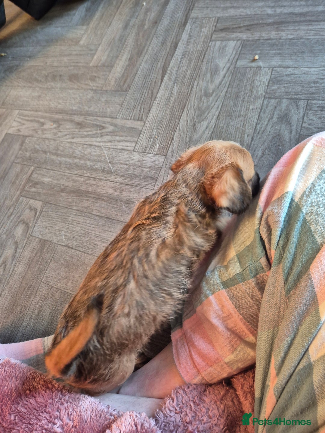 Chipoo dogs for sale: Beautiful chipoo puppys  - Advert 30