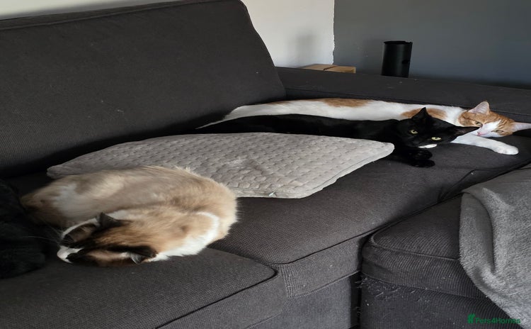 Mixed Breed cats - Advert 1