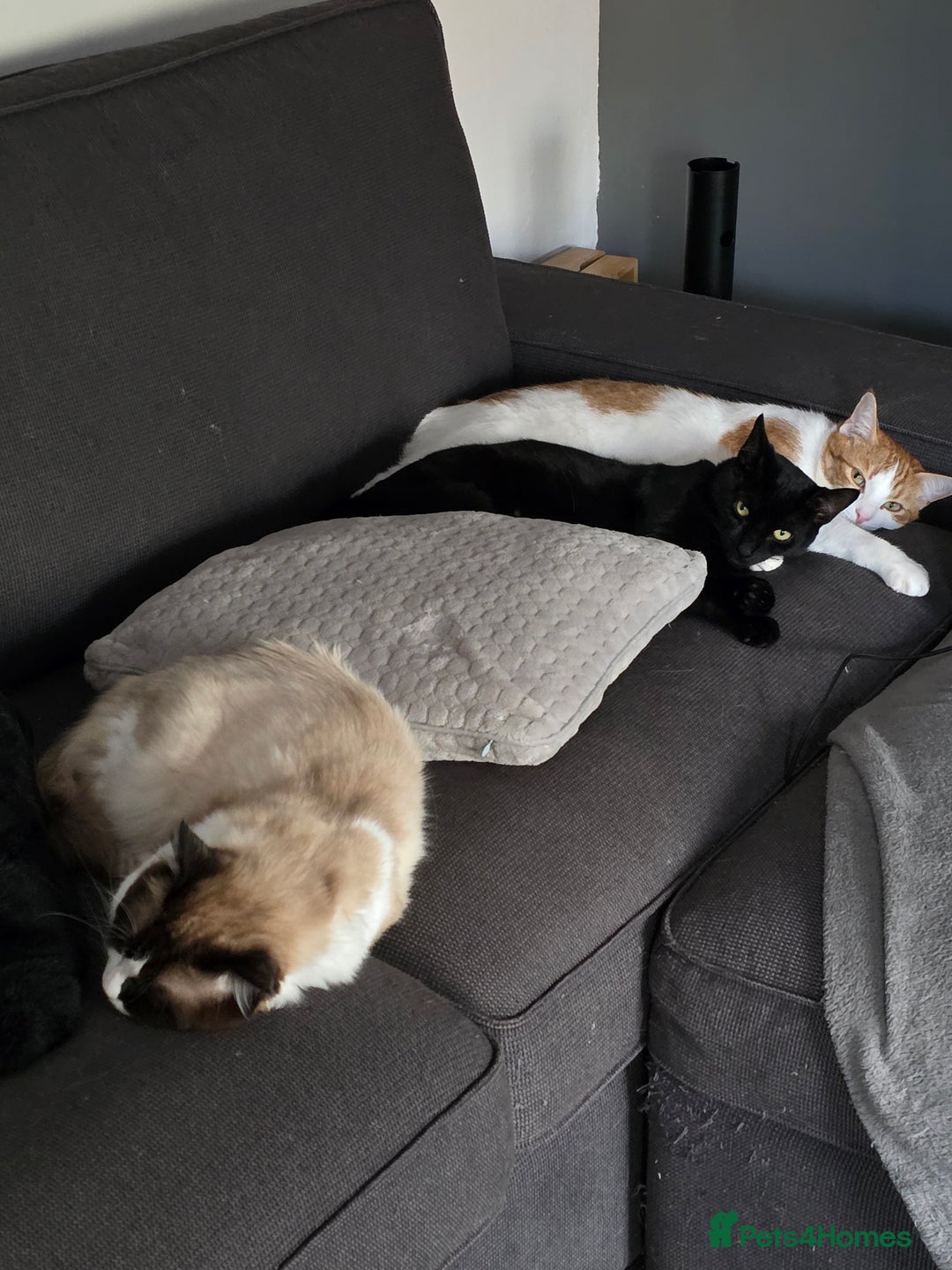 Mixed Breed cats for sale: My 3 beautiful boys - Image 1