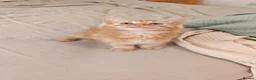 Mixed Breed cats for sale: Cute ginger girl left - Advert 3
