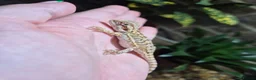 Bearded Dragon reptiles for sale:  Baby bearded dragons - Advert 13
