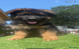 German Shepherd dogs for sale: German Shepherds looking for new homes  - Image 7