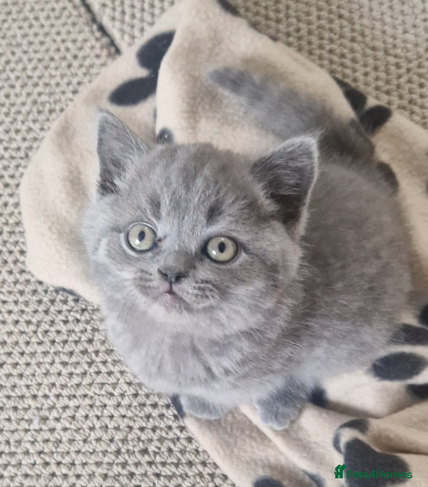 British Shorthair cats for sale: GCCF PEDIGREE BRITISH SHORTHAIR, BLUE, VIEW NOW - Advert 1