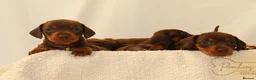 Miniature Dachshund dogs for sale: KC HEALTH TESTED MINIATURE DACHSHUNDS- LICENSED  - Advert 6