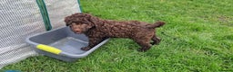 Lagotto Romagnolo dogs for sale: KC reg, Lagotto Romagnolo, LAST GIRL - Advert 8