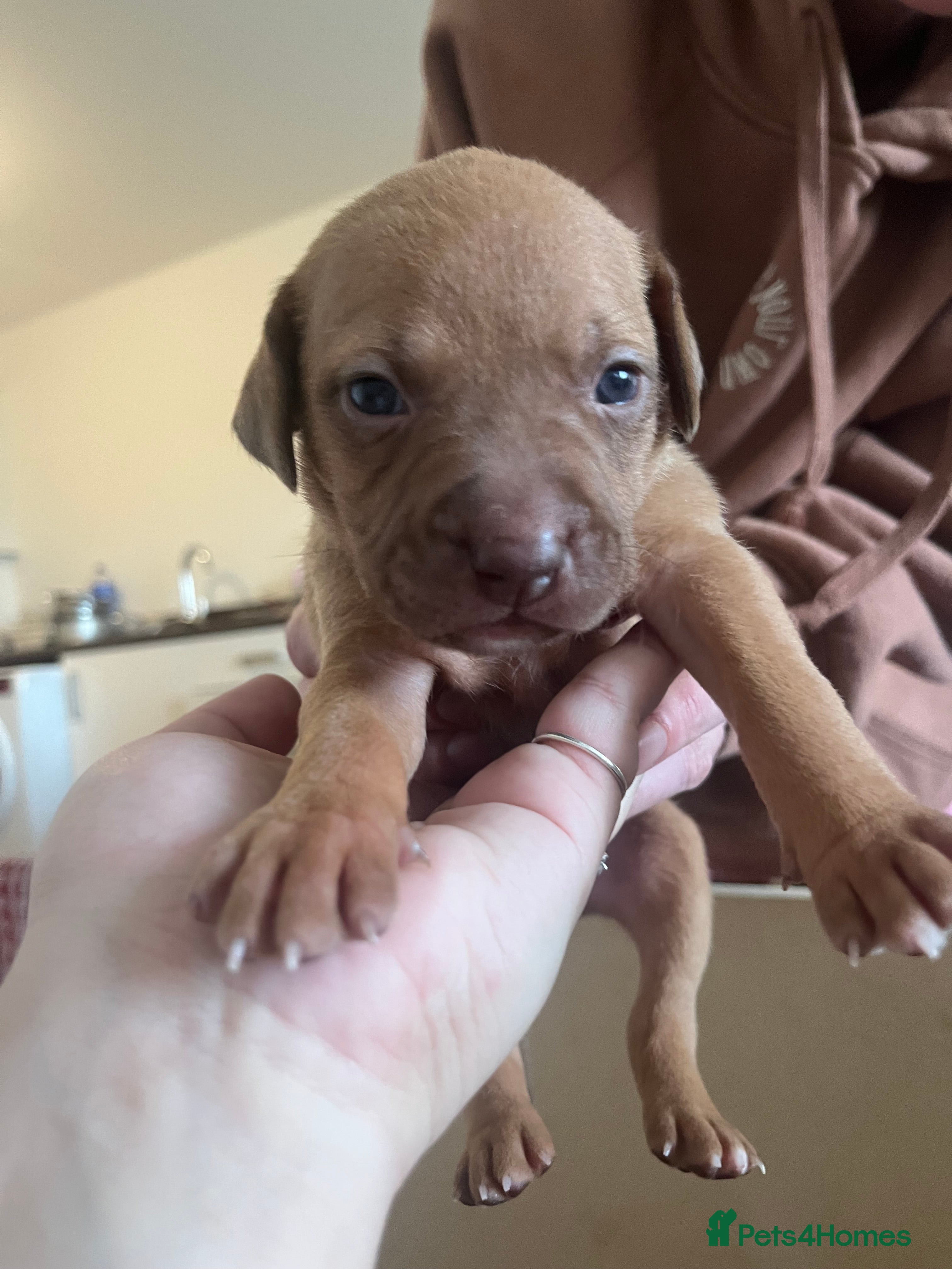 Mixed Breed dogs blue staff cross american bulldog  - Advert 1