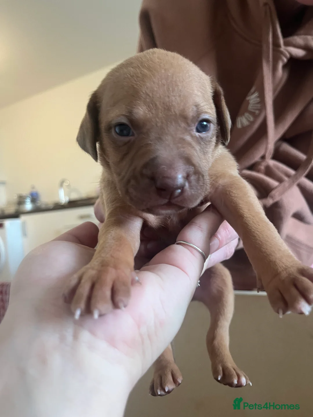 Mixed Breed dogs for sale: blue staff cross american bulldog  - Advert 1