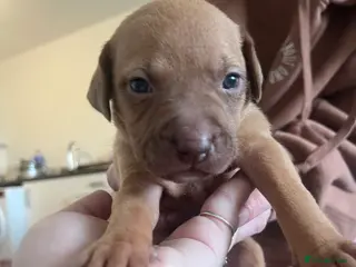 Mixed Breed dogs blue staff cross american bulldog - Advert 1