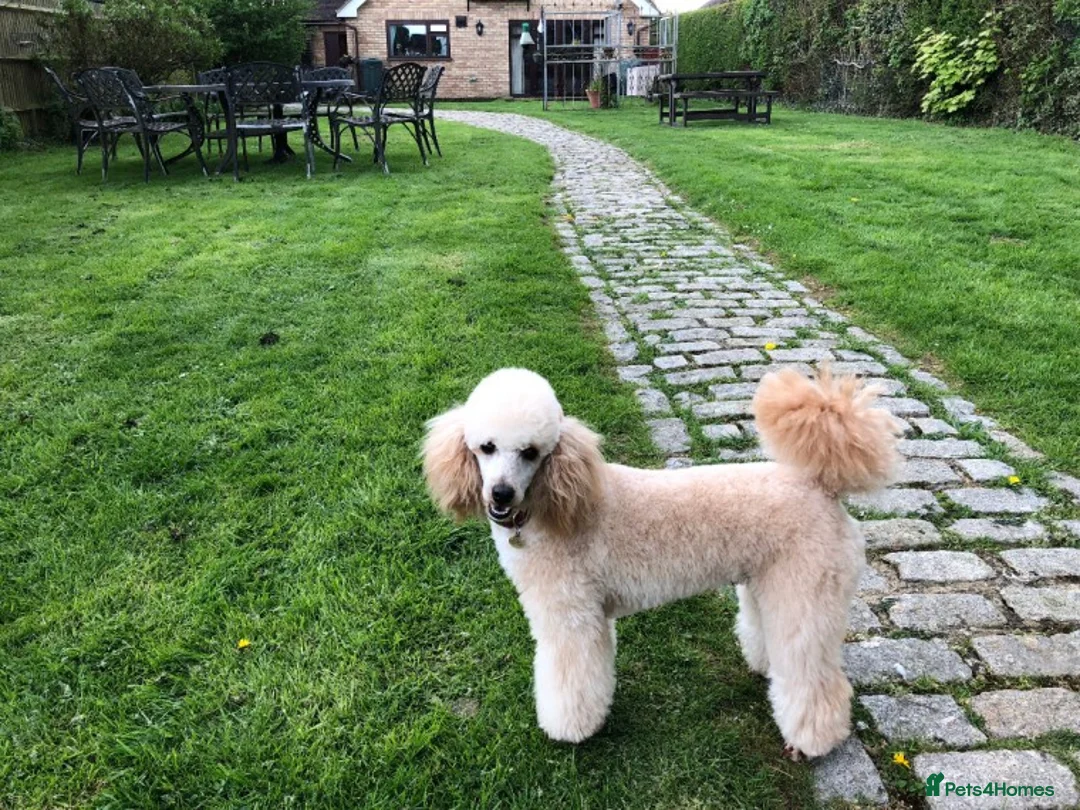 Miniature Poodle dogs for stud: FOR STUD -MINIATURE POODLE JESSE 9 clear DNA tests in High Wycombe - Advert 3