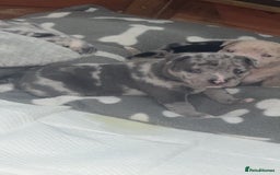 Mixed Breed dogs for sale: Staff x pocket bully pups - Image 1