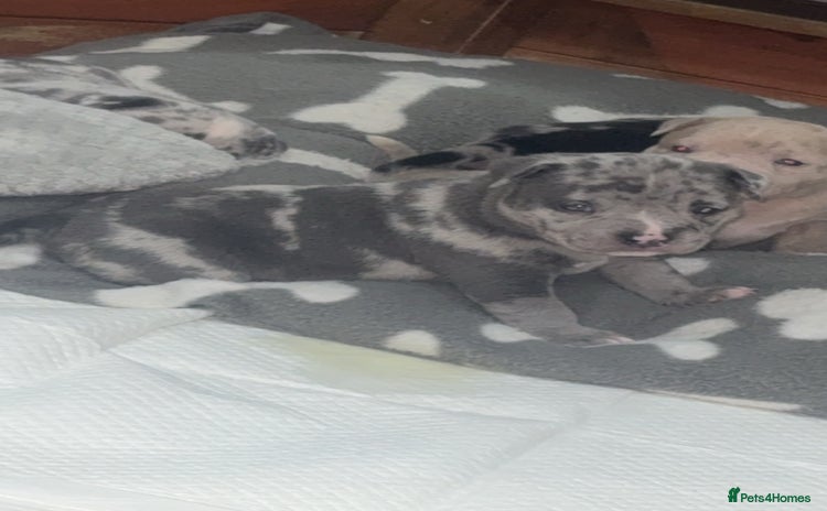 Mixed Breed dogs - Advert 12