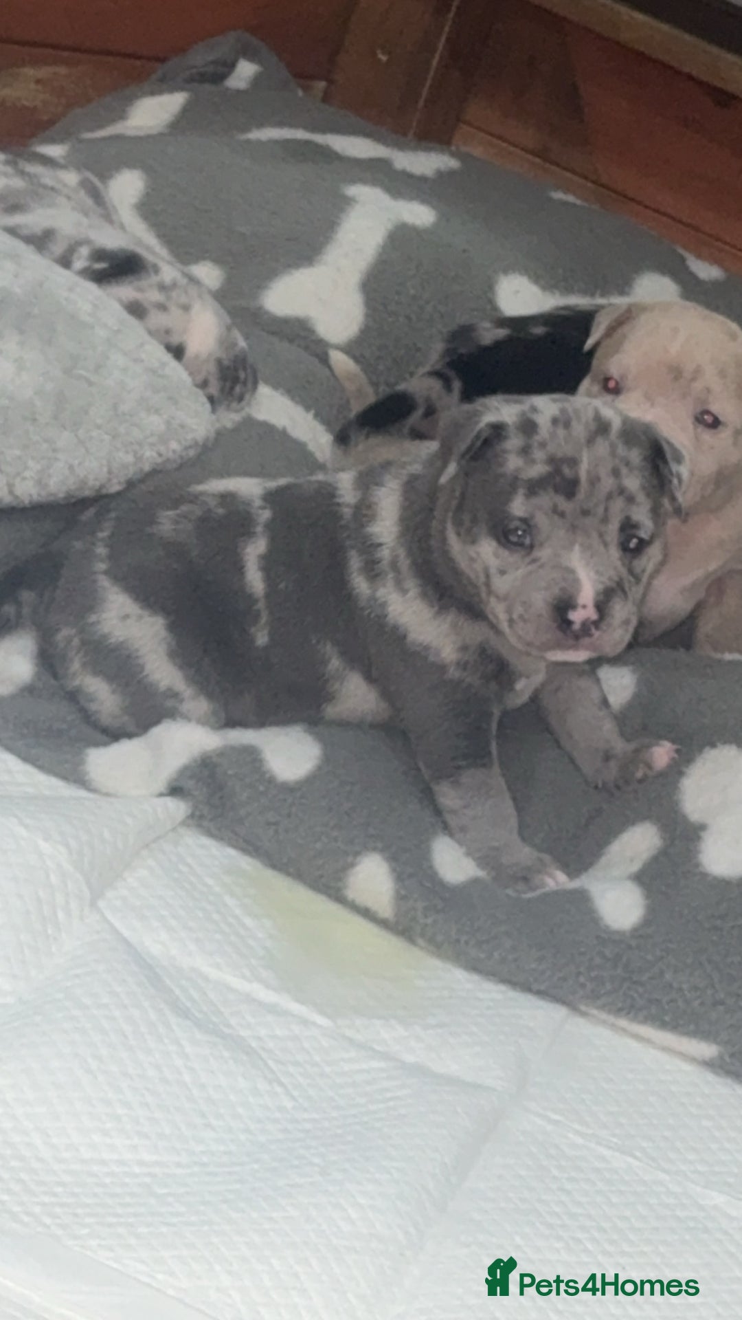 Mixed Breed dogs for sale: Staff x pocket bully pups - Image 1