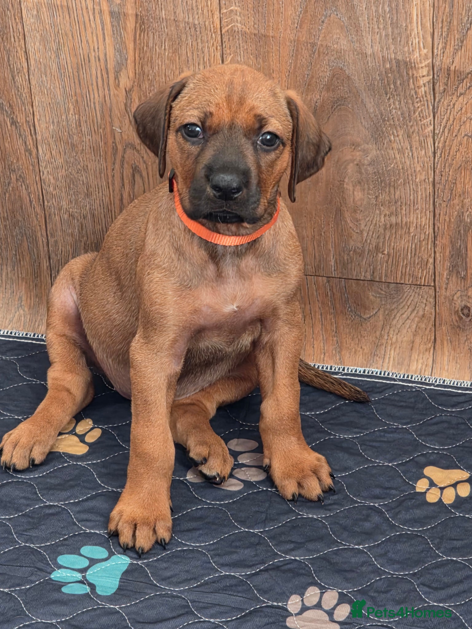 Rhodesian Ridgeback dogs 💕 x1 Girl Available 💕 - Advert 3