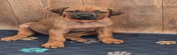 Rhodesian Ridgeback dogs for sale: X1 Girl Ready to Leave 16th June  - Advert 1