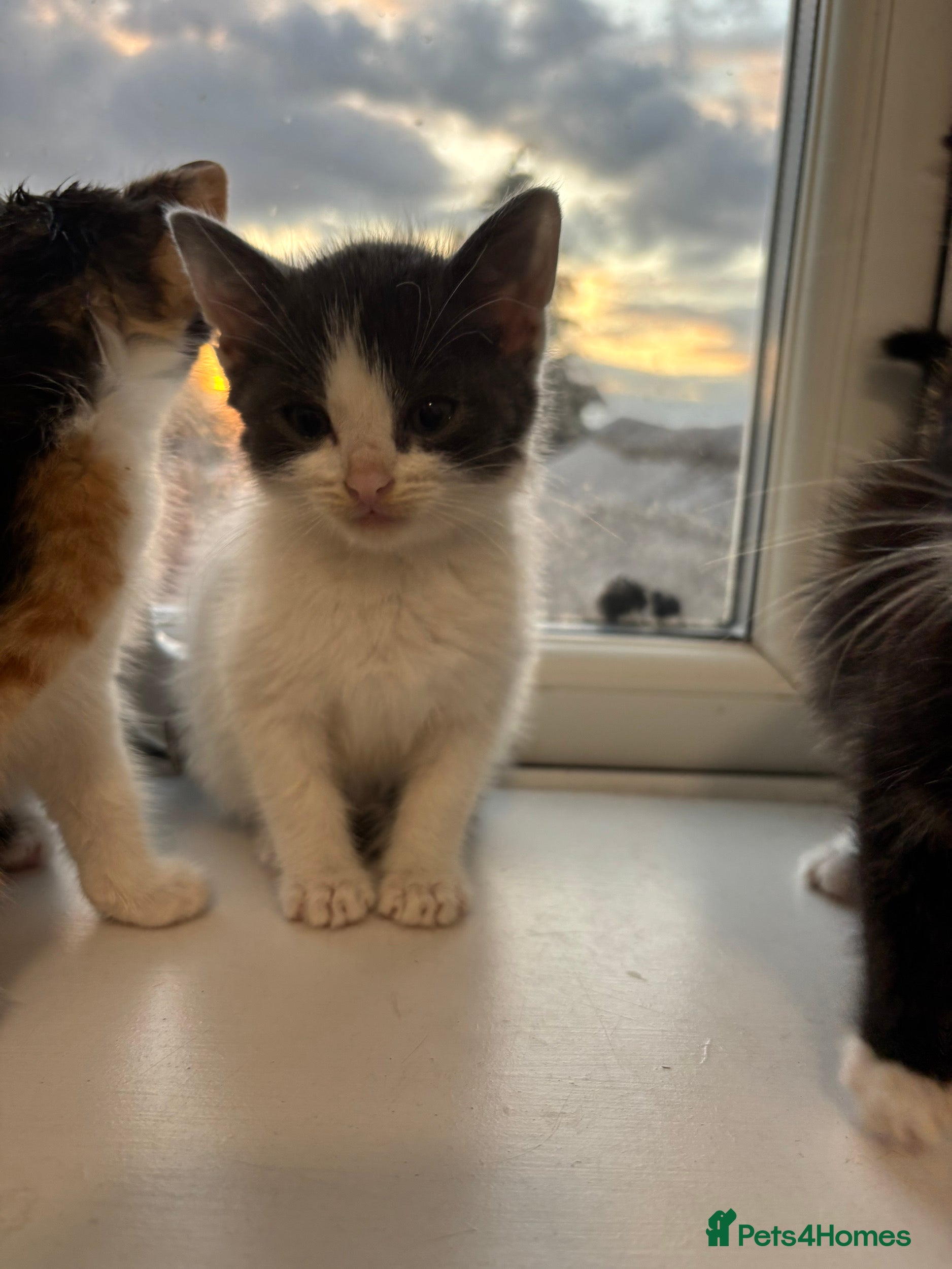 British Shorthair cats for sale: Kittens for sale  - Advert 5