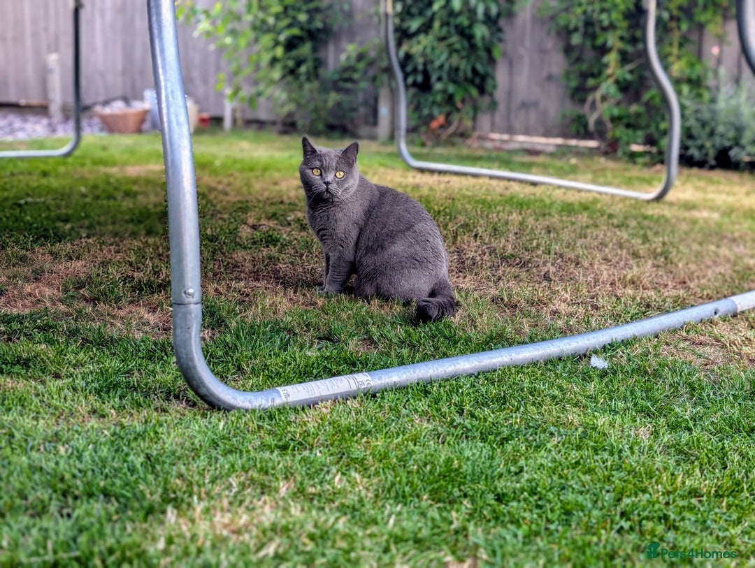 British Shorthair cats for sale: Beautiful Pedigree Neutered British Shorthair  - Image 6