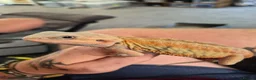 Bearded Dragon reptiles for sale: Bearded dragon babies  - Advert 20