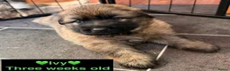 German Shepherd dogs for sale: Female German Shepherd Puppy **available now** - Advert 10