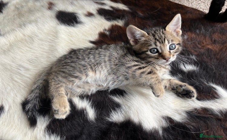 Bengal cats - Advert 1