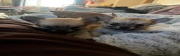 Pomchi dogs for sale: Pomchi Puppies - Advert 6