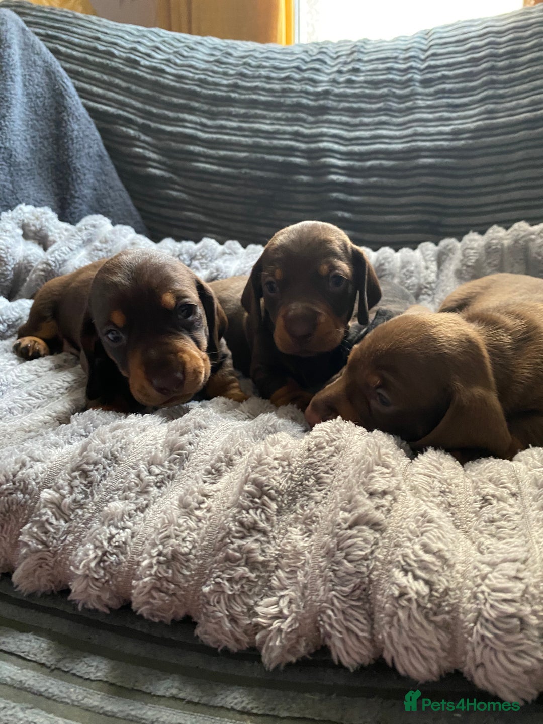 Dachshund dogs for sale: Dachshund puppy’s  - Image 11