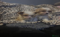 Mixed Breed dogs for sale: Chorkie-apso puppies  - Image 8