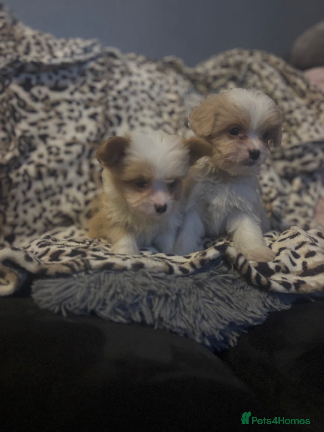 Mixed Breed dogs for sale: Chorkie-apso puppies  - Image 8