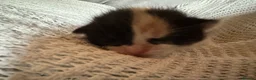 British Shorthair cats for sale: 3 Gorgeous little ladies  - Advert 5