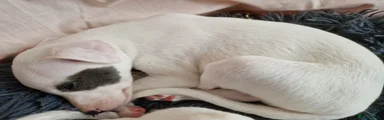 Whippet 3