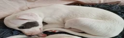 Whippet dogs for sale: Heart and DNA tested Blue Parti Whippet Puppies. - Advert 22