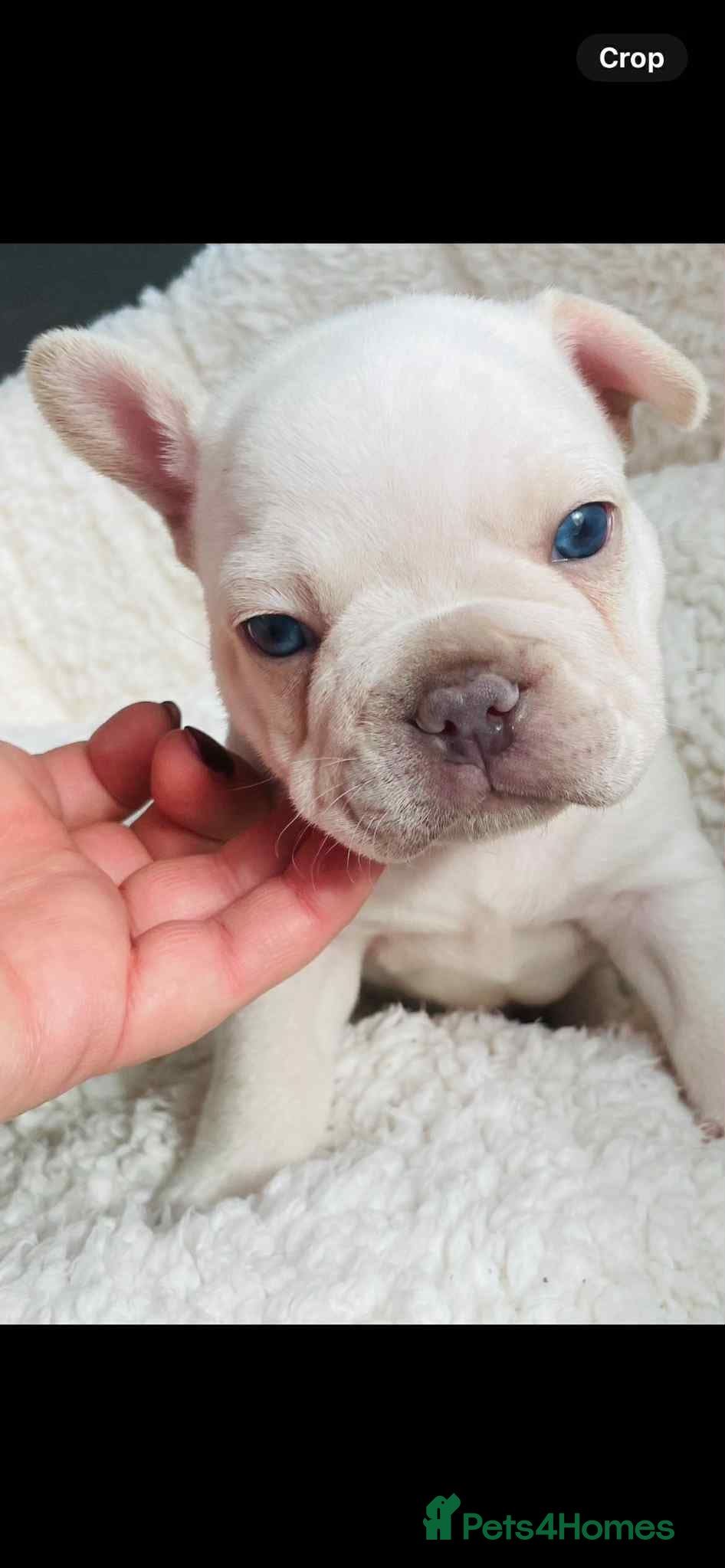 French Bulldog dogs KC registered male ready to leave now:) - Advert 13