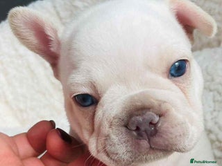 French Bulldog dogs KC registered male ready to leave now:) - Advert 15